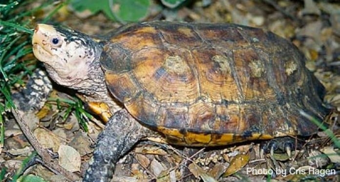 This Endangered Tortoise Only Found in Sulawesi Island
