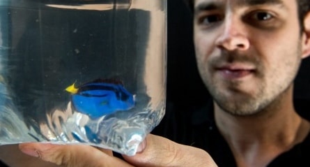Finding Dory, Si Biru P. hepatus boleh dipelihara?