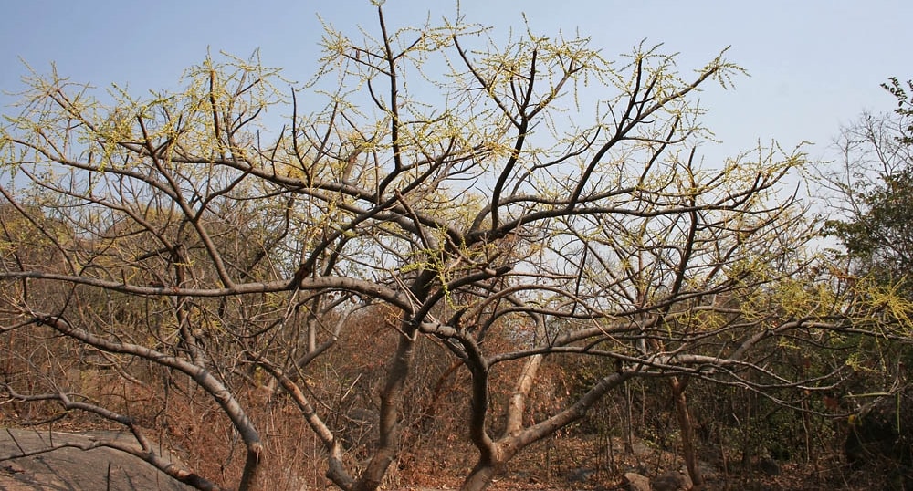 Lannea coromandelica, Jaranan Penghilang Rasa Pahit