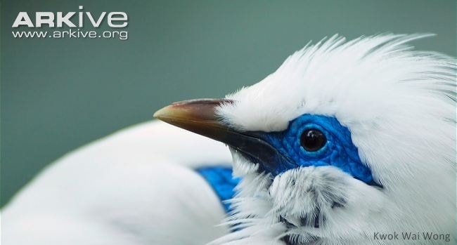Jalak Bali, Si Putih Bermata Biru