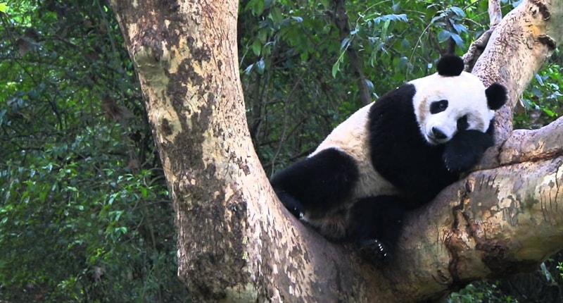 Panda Naik Kelas dari Endangered jadi Vulnerable
