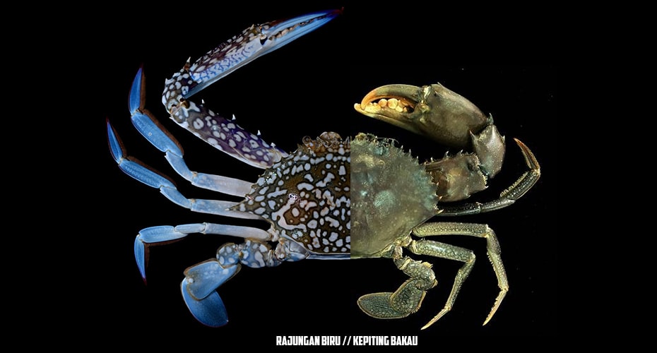 Apa sih perbedaan kepiting dan rajungan?