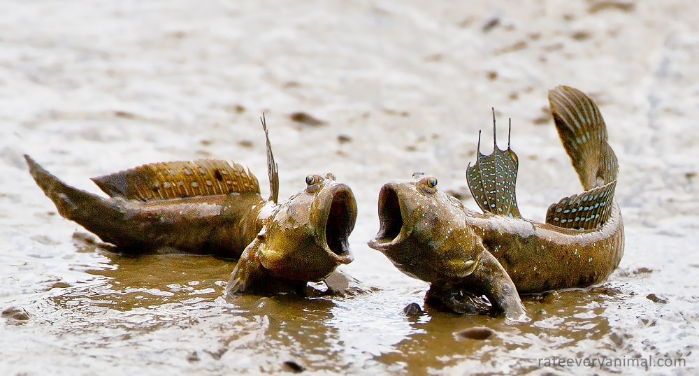 Tembakul, Ikan Amfibi Pemanjat Pohon