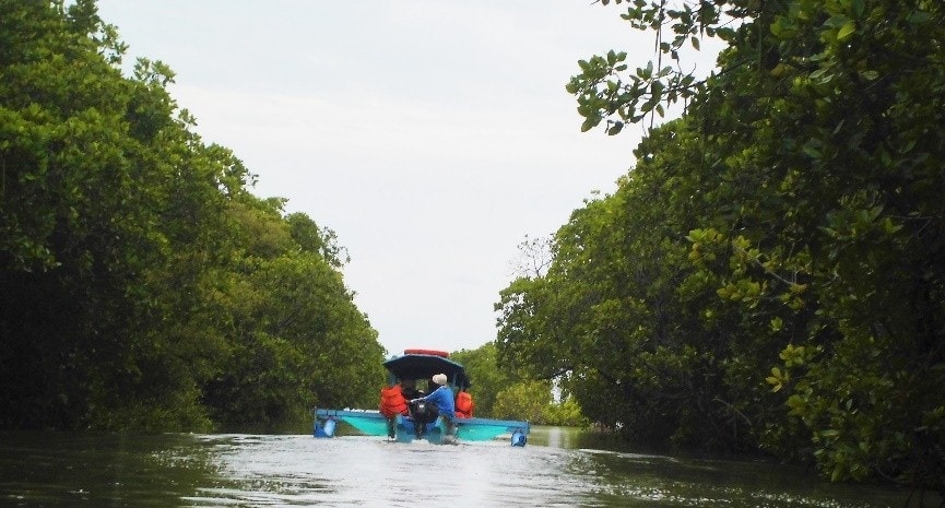 Perjalanan Menelusuri Hijaunya Hutan Bakau di Pantura