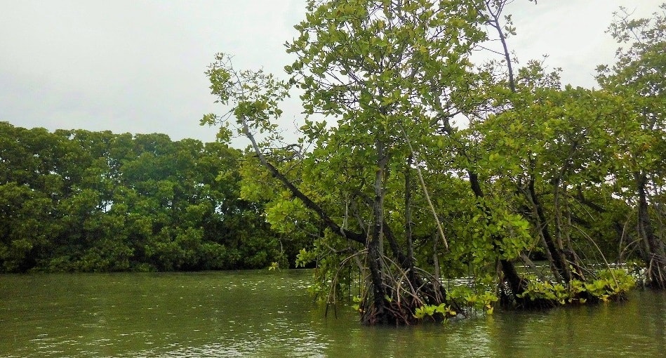 Keanekaragaman Hayati di Ujung Utara Bekasi