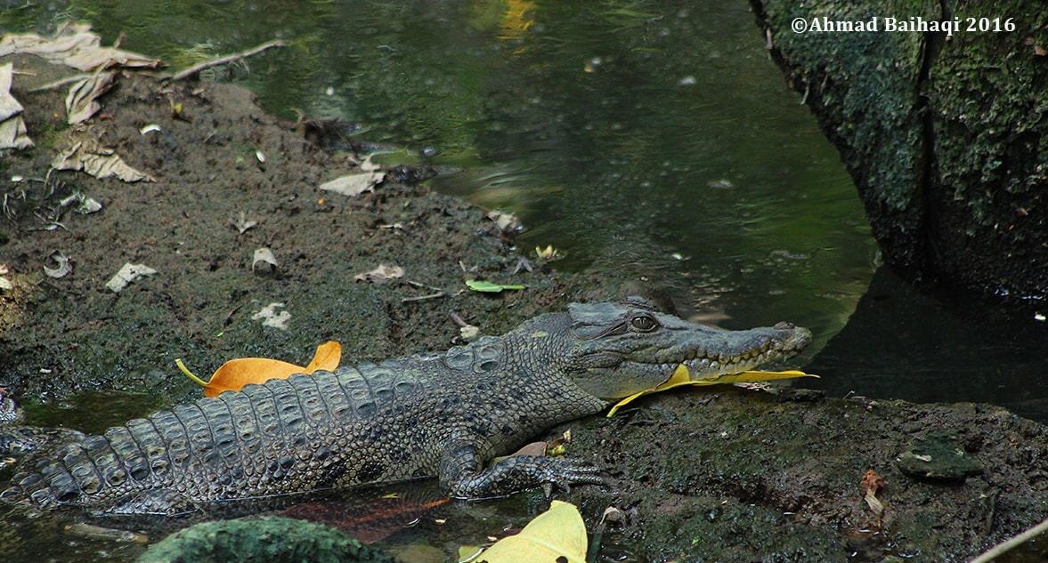 Buaya Muara Terlihat Berenang di Perairan Jakarta Utara