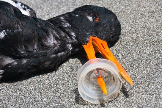 Ini Penjelasan Mengapa Burung Laut Memakan Sampah Plastik