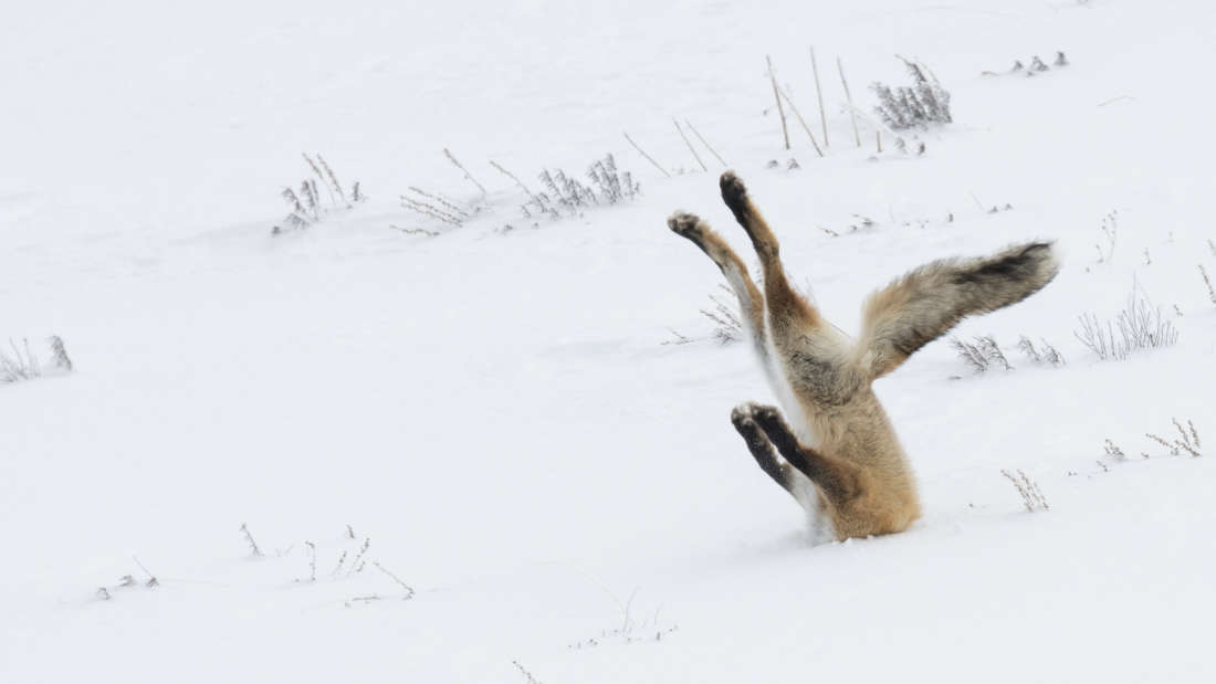 Anjing Bersayap dan Rubah Jungkir Balik di Comedy Wildlife Photo Awards 2016
