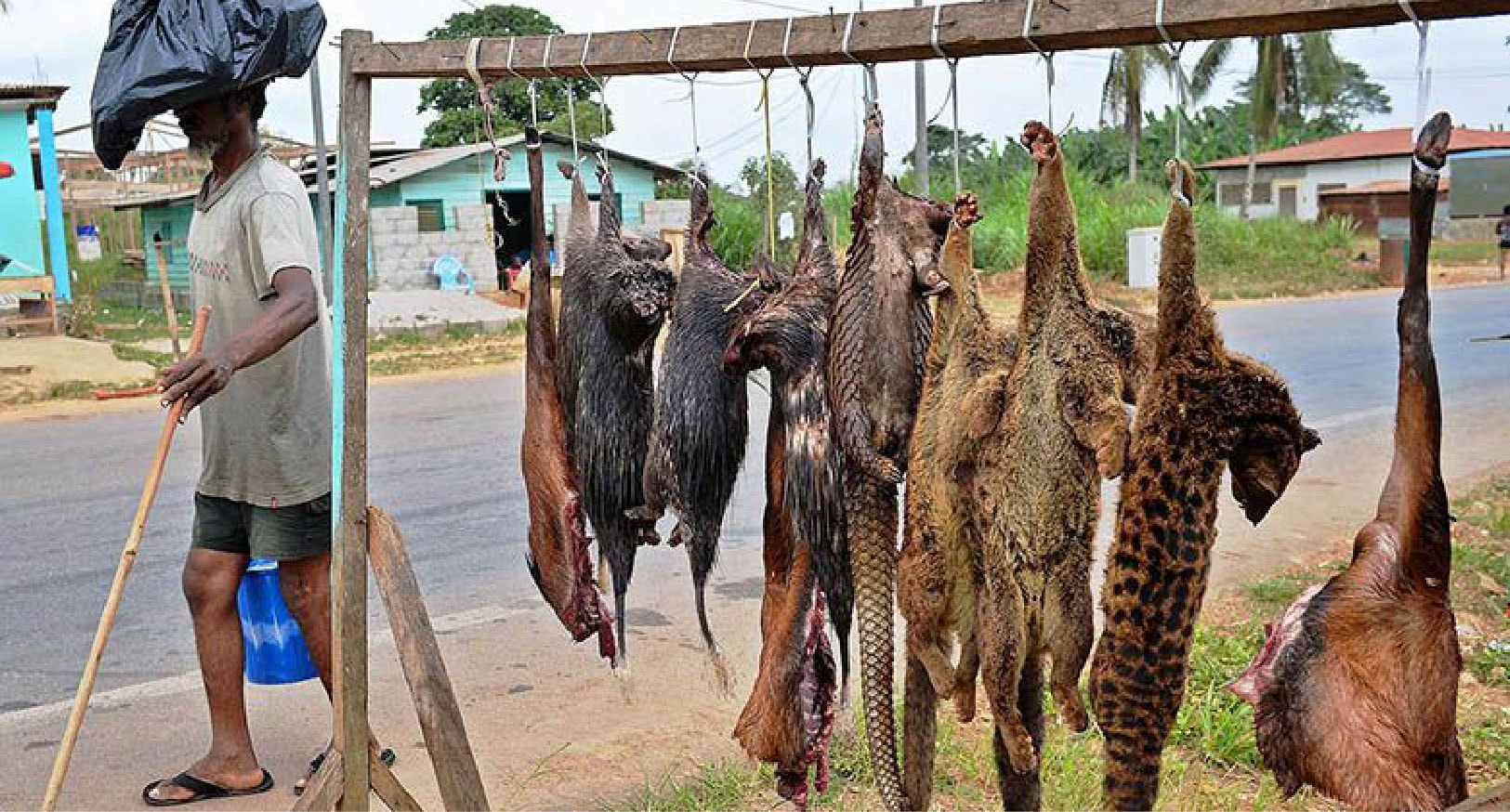 26% Spesies Mamalia Darat Terancam Punah, Kenapa?