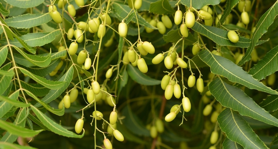 Panen Buah dan Sayur Aman, Tanpa Diganggu Lalat Buah