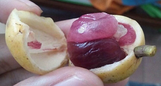 Januari, Saatnya Berburu Buah Langka Ini