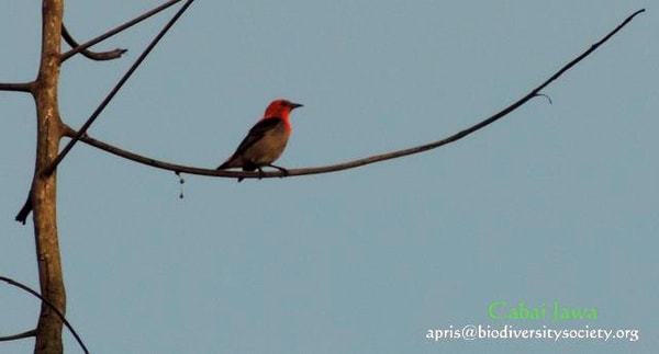 Mengundang Burung ke Halaman Rumah