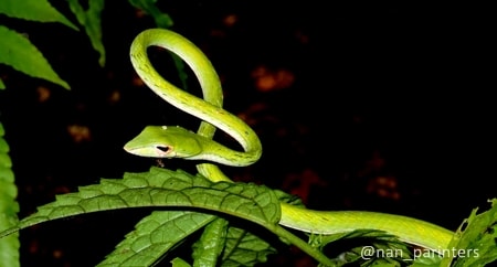 Bertemu Ular Pucuk dan Ular Tambang di Pekarangan?