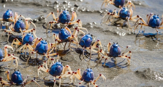 Kenapa Kepiting Jalan Menyamping?