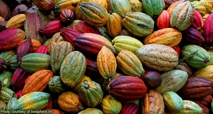 Suka coklat? Kenali perbedaan kakao Java criollo dan Forastero