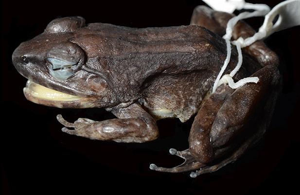 Apakah Katak Bisa Melahirkan?