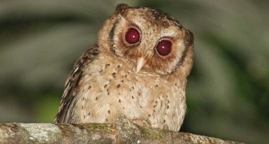 Siau Scops Owl, Burung yang Terlupakan dari Penghujung Utara Sulawesi