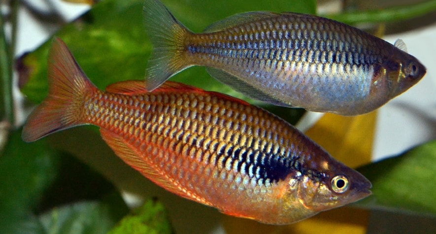 Konservasi Ikan Pelangi dengan Budidaya