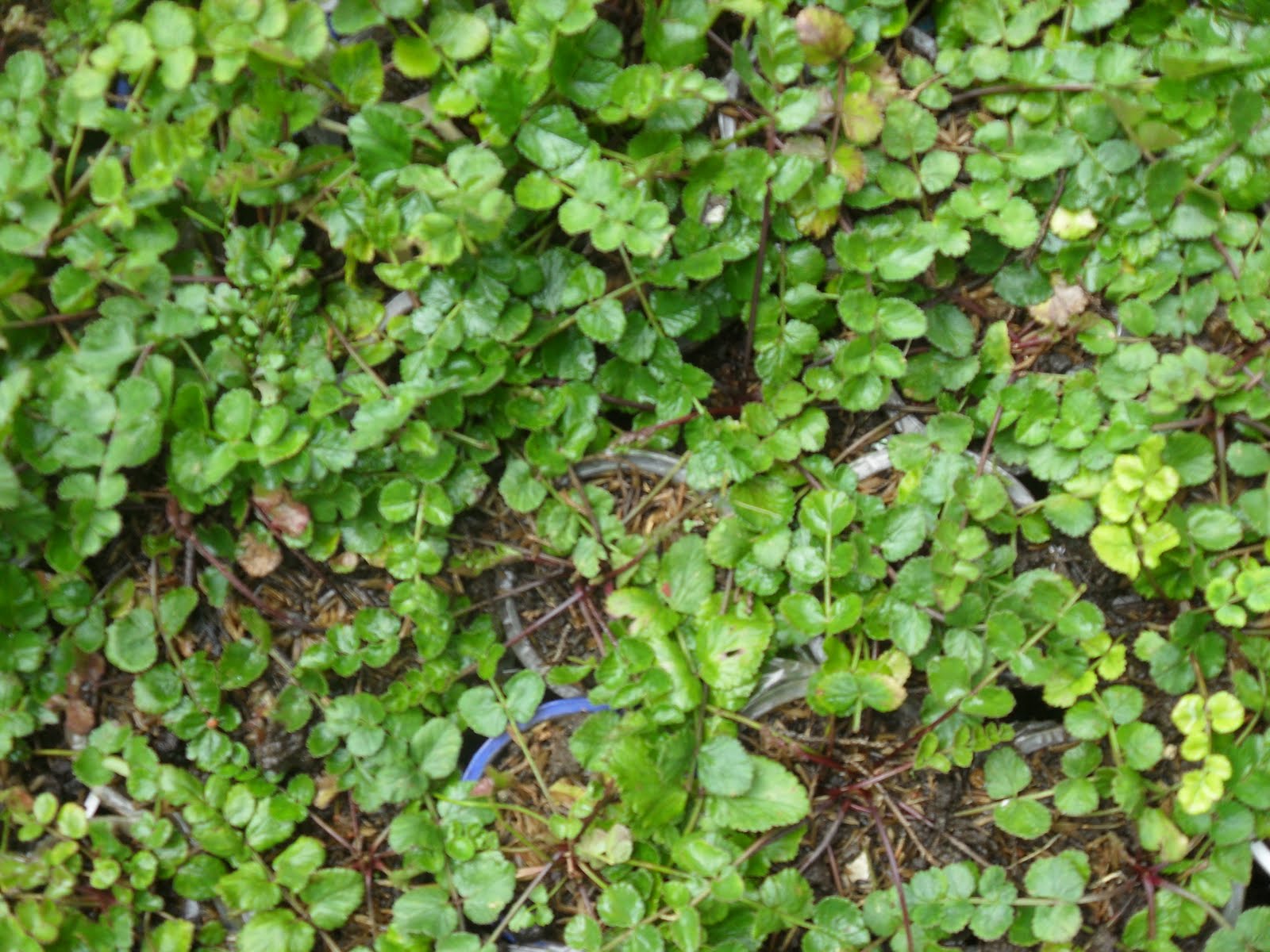Tau Khasiat Pimpinella alpina? Ini loh tumbuhan yang disebut Purwoceng