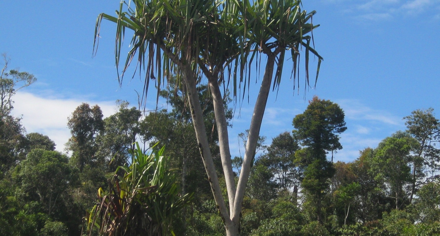 Woromo, Pandan Kelapa Hutan dari Papua