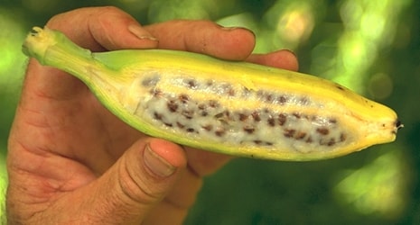 Ini dia “Leluhur” dari Segala Pisang yang Kamu Makan