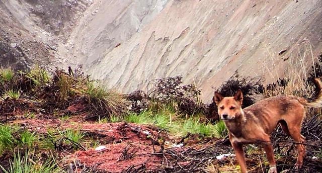 Spesies Anjing Paling Langka Ditemukan Lagi di Papua