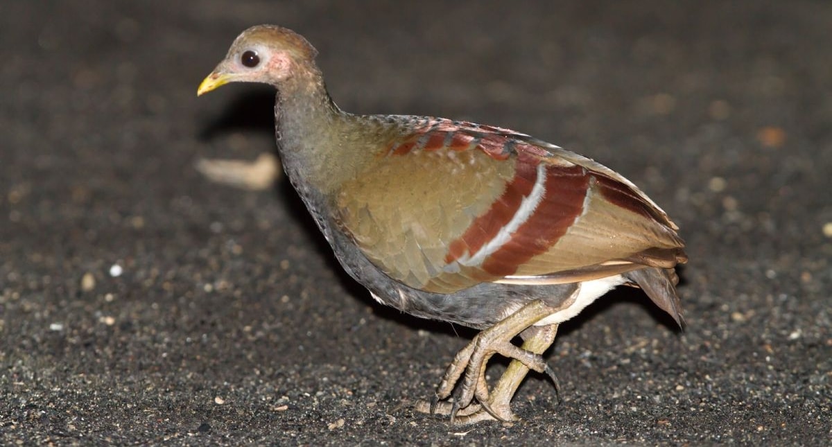 Kalender Bulan bagi Burung Gosong Maluku