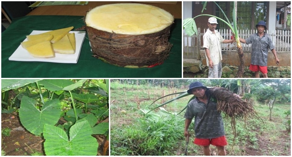 Talas Beneng, Talas Bongsor dari Banten