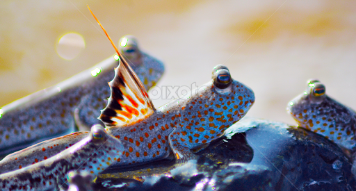 Tembakul, Ikan Penanda Pantai Sehat