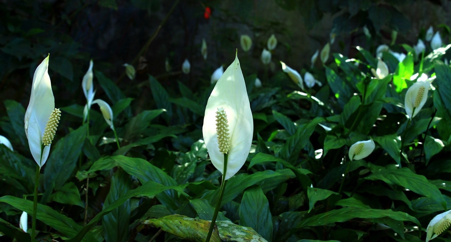 Peace Lily, Bersihakan Udara Ruangan Secara Alami