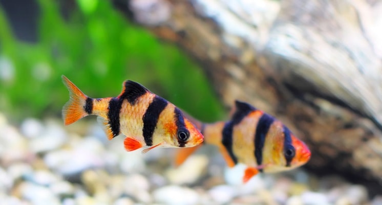 Ikan Sumatra, Harimau Kecil di dalam Air