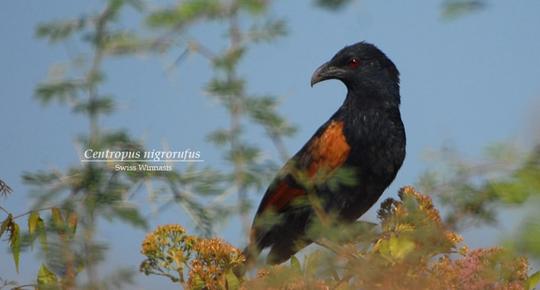 Burung Bubut, Terancam Karena “Khasiatnya”