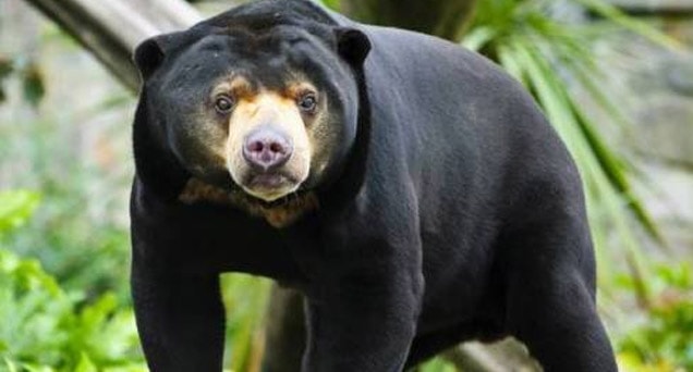 Pertemanan Beruang Madu dan Hutan