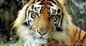 Kemana lagi Harimau Sumatera harus Berlindung?
