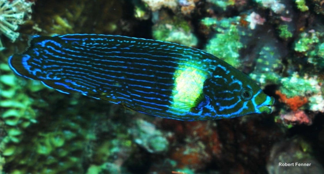Wrase, Si Ikan “Pencium” Koral