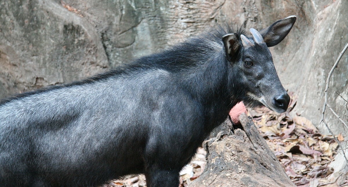 Keberadaan Kambing Hutan Sumatera