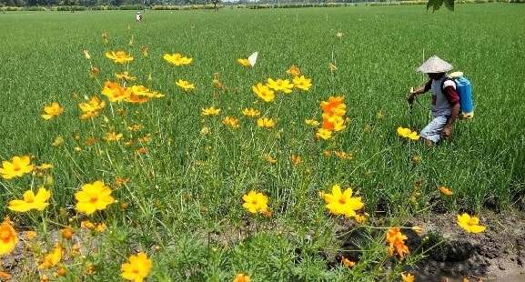 Refugia : Percantik Sawah sambil Tingkatkan Panen