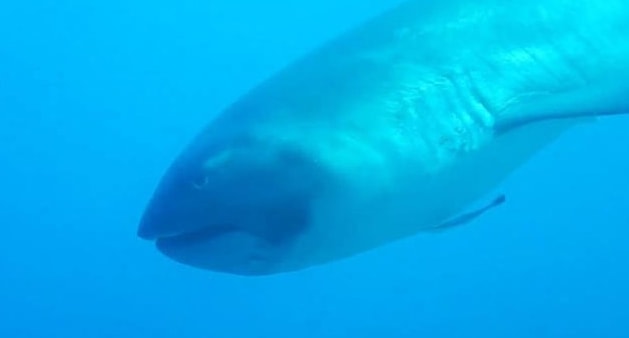 Berjumpa Hiu Mulut Besar di Lepas Pantai Komodo