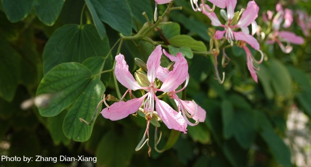 Bauhinia, Cantik, Tangguh, dan Menyegarkan