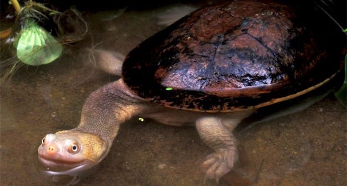Kura-Kura Berleher Ular ini Hampir Tinggal Cerita