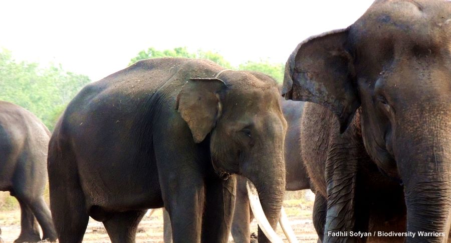Terfragmentasi, Gajah dibuatkan Koridor di Kerinci Seblat