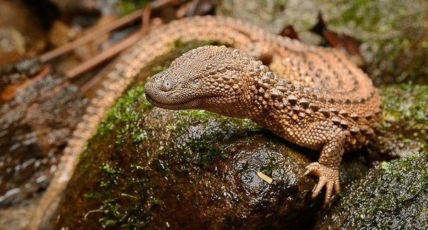 Biawak tak Bertelinga, Fosil Hidup dari Kalimantan