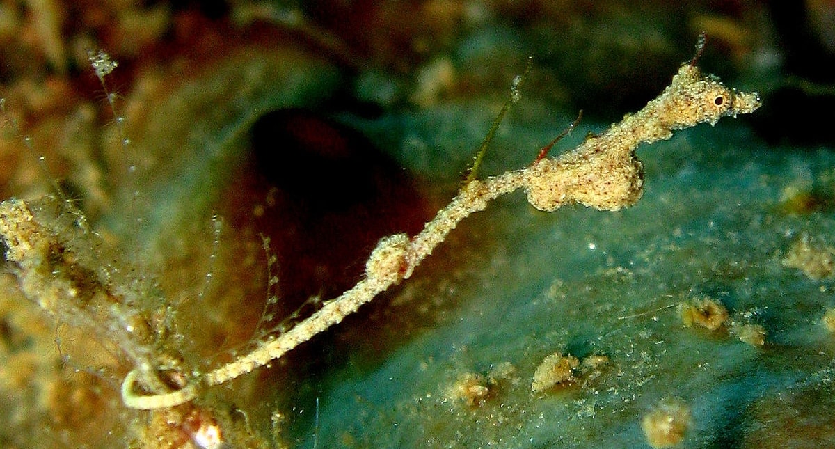 Pygmi Pipehorse, Naga Mini dari Laut Sulawesi
