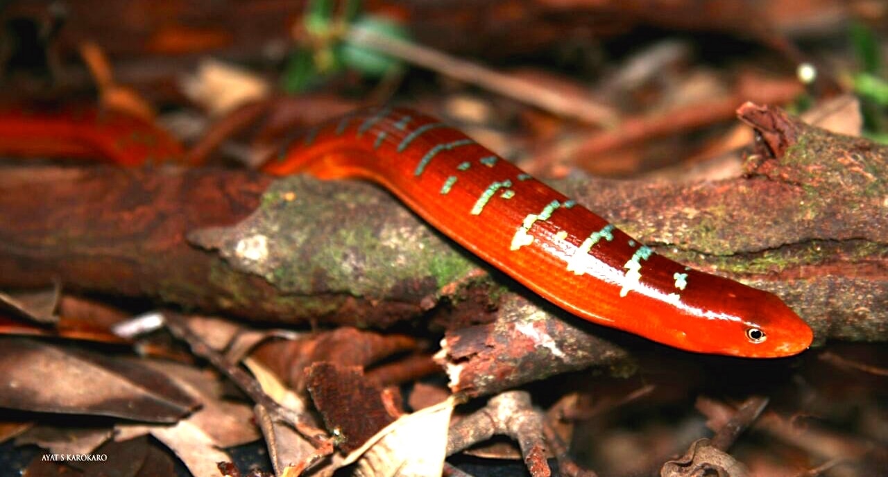 Kadal Merah Tanpa Kaki di Hutan Sumatera Utara