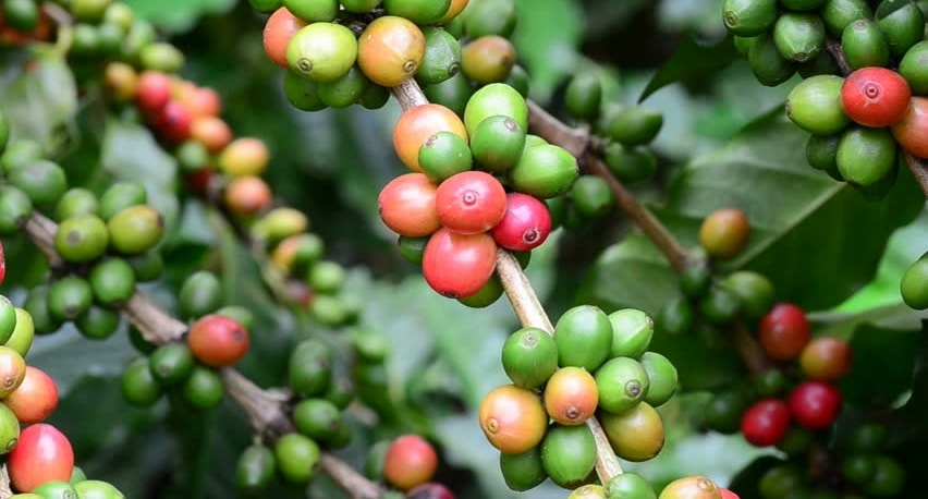 Kopi Arabika Java Ijen Raung, Buah Manis Agroforestri