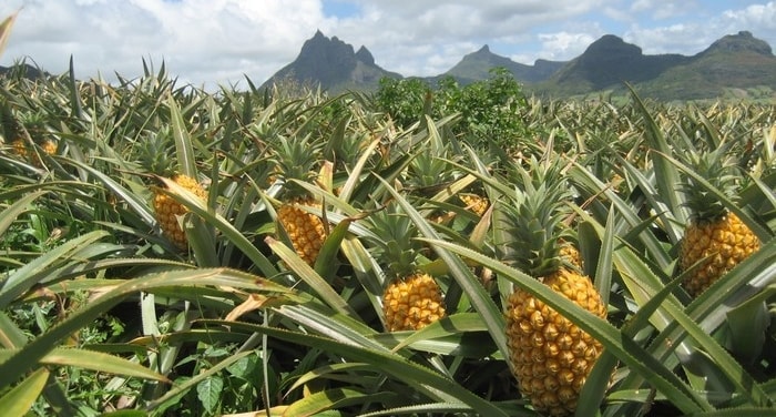 Hijrah Melimpah dari Kelapa Sawit ke Nanas