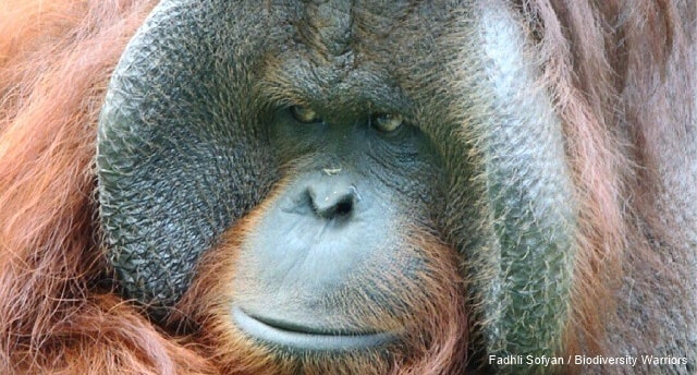 Spesies Baru Orangutan Tidak Sampai 800 individu