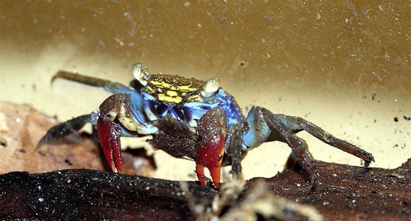 Selebrasi Kemenangan Kepiting