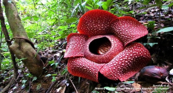 Akhir 2017, Spesies Rafflesia Ke-31 di Dunia Ditemukan di Indonesia