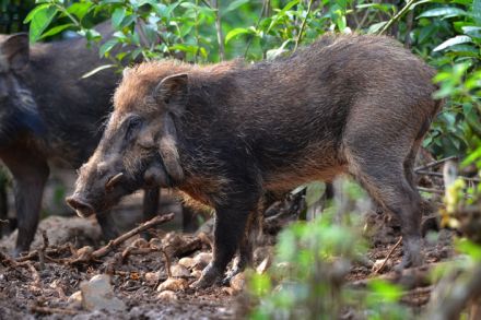 Babi Kutil, Babi Berwajah Jelek Terancam Punah dari Jawa yang Terekam Peneliti Inggris